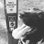 Dog on Helipad Trail