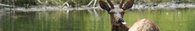 Elk Pond Cascade Lakes