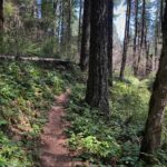 Heckletooth Trail in Oakridge, Oregon